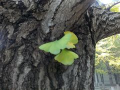-辽宁大学(崇山校区)