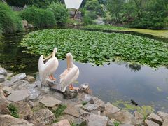 -红山森林动物园
