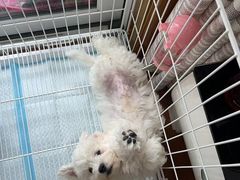 -翊宠yipet猫狗购宠庄园犬舍•猫舍