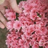 无锡网红打卡地，杜鹃花开得正艳