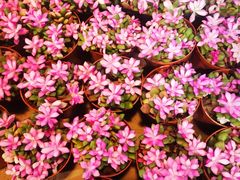 -大自然花鸟鱼虫市场