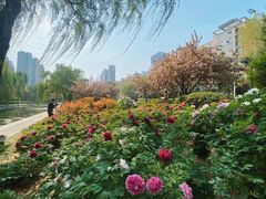 -洛阳市牡丹公园