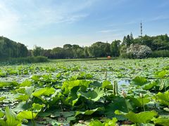 -无锡蠡湖国家湿地公园-蠡园