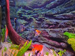 -上海海洋水族馆