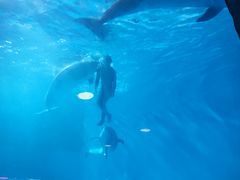 -海合安成都极地海洋公园