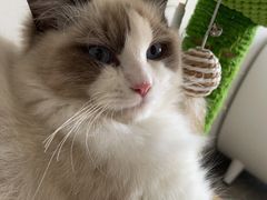 -欣宠猫屋·矮脚拿破仑·蓝金金渐层