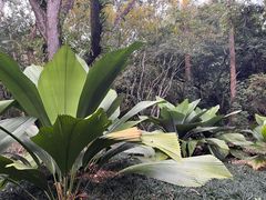 -中国科学院西双版纳热带植物园