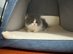 -momokira米努特·德文卷毛猫·棉花面纱犬