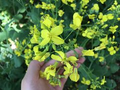 -田园东方蜜桃村的田野营地