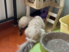 -欣宠猫屋·矮脚拿破仑·蓝金金渐层