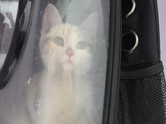 -北京观赏动物医院·24小时大型综合·猫专科·异宠专科