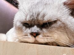 -more than meow吴止猫主题餐厅(承德 中船汇店)