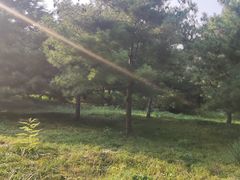 -石家庄市植物园