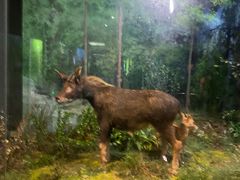 -陕西自然博物馆