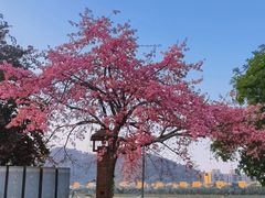 -风云岭森林公园