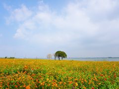 -莲花岛景区