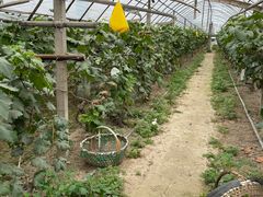 -马陆小张葡萄园农家乐