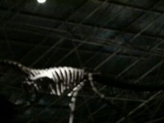 -世界恐龙谷景区