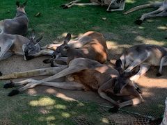 -西霞口神雕山野生动物世界