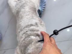 -瑞派罗医生宠物诊所(古镇分所)