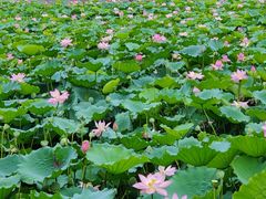 -荔湾湖公园