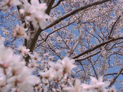 -杭州植物园