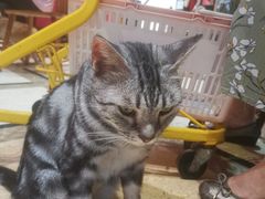 -猫色咖啡·猫咖