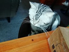 -喵店&猫咖