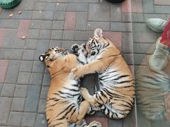 -北京野生动物园