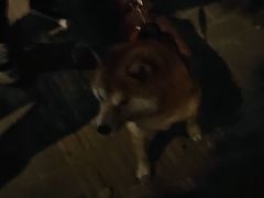 -翊宠yipet猫狗购宠庄园犬舍•猫舍