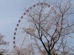 -顾村公园