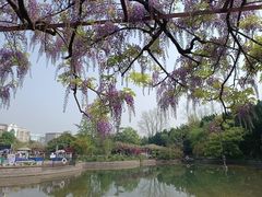 -嘉定紫藤园