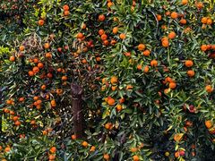 -东山风景区(洞庭东山)