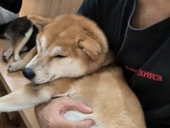 -是阿柴呀！柴犬咖啡·爱喵喵猫咖