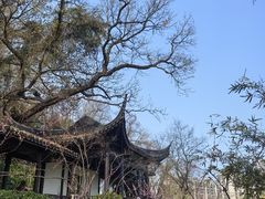 -天王浮山樱花园