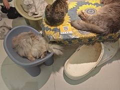 -平行世界·猫咖(首经贸店)