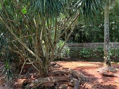 -海南热带野生动植物园