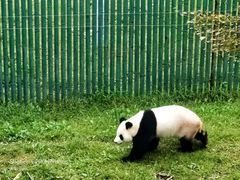-沈阳森林动物园