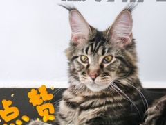 -纳吉亚猫专科动物医院·北北分院