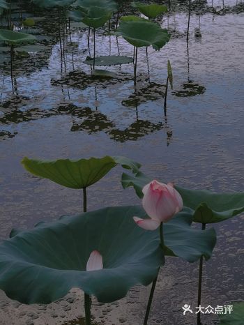 大概之前住在一个镇子上的街坊邻居