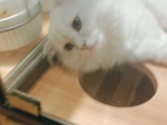 -袖虎·猫馆(体育西路店)