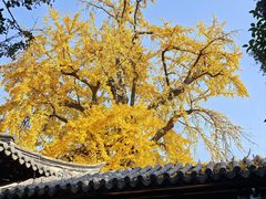 -常熟方塔园