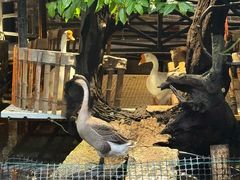 -优之名鹅城