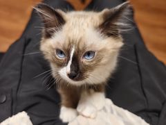 -纳吉亚猫专科动物医院·北北分院