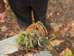 -五营红松林海景区