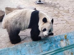 -沈阳森林动物园