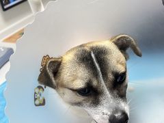 -达爱动物医院·犬猫分区·CT·复杂眼科(远洋山水分院)