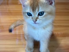 -猫十亿·布偶金渐层·曼基康矮脚猫舍(青年路店)