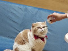 -滚猫咖啡·猫咖·猫友好撸猫(未来城店)