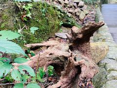 -宁波五龙潭景区